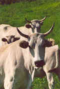 Foiano della Chiana